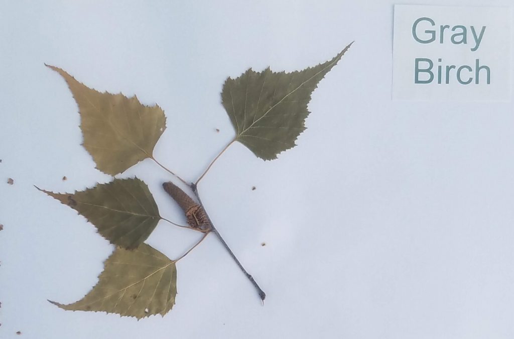 Gray Birch - Betula populifolia - Birch - Pinnate