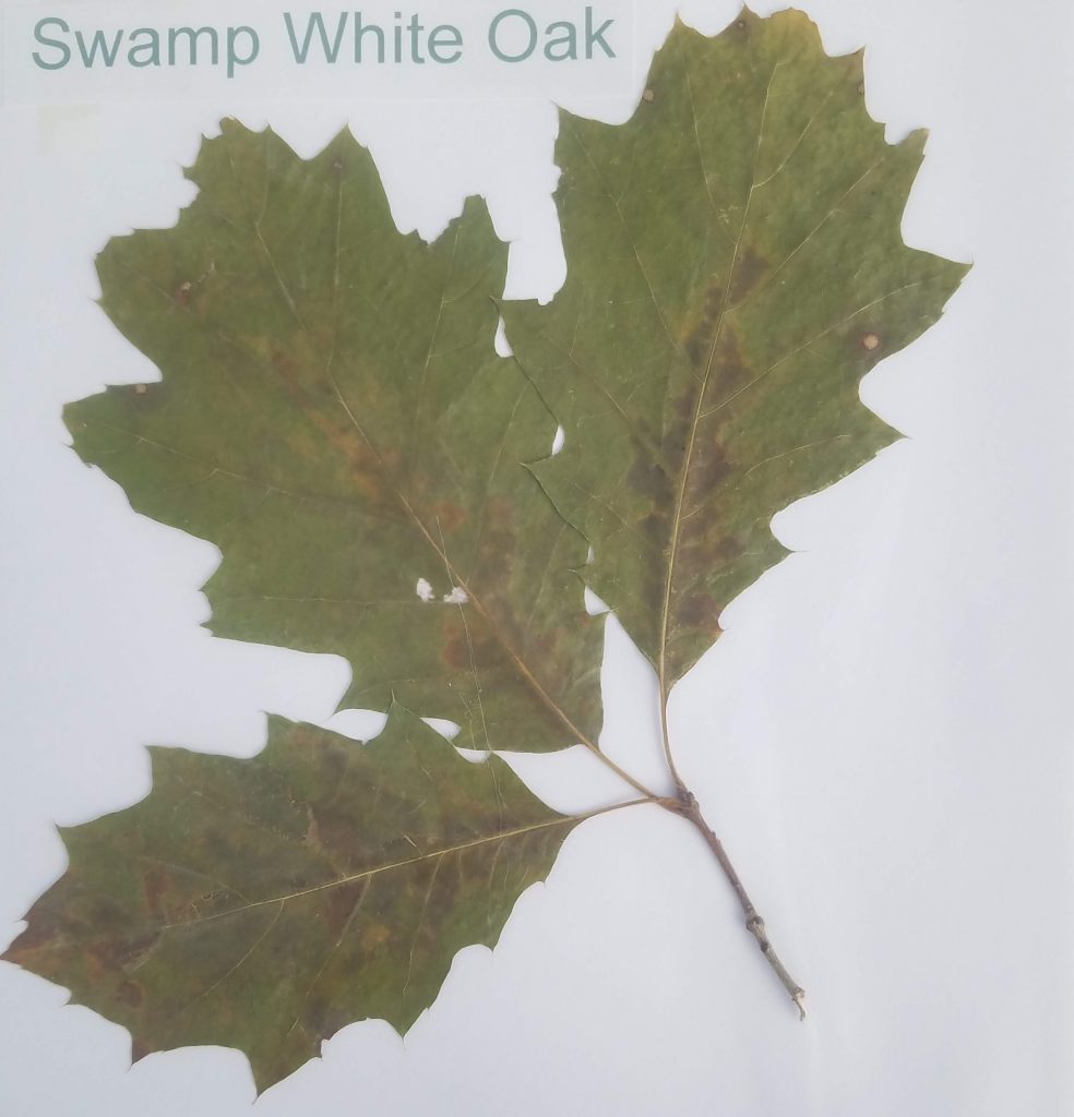 Swamp White Oak - Quercus bicolor - Beech - Pinnate