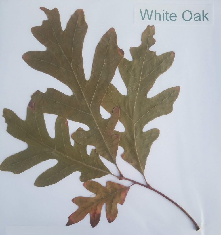 76 Types of Leaves With Names and Pictures