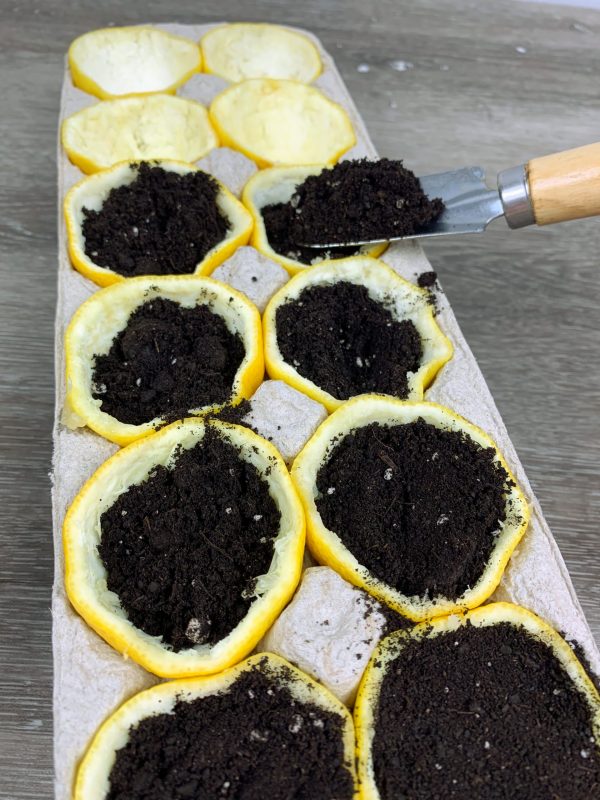 Spooning dirt into lemon rinds