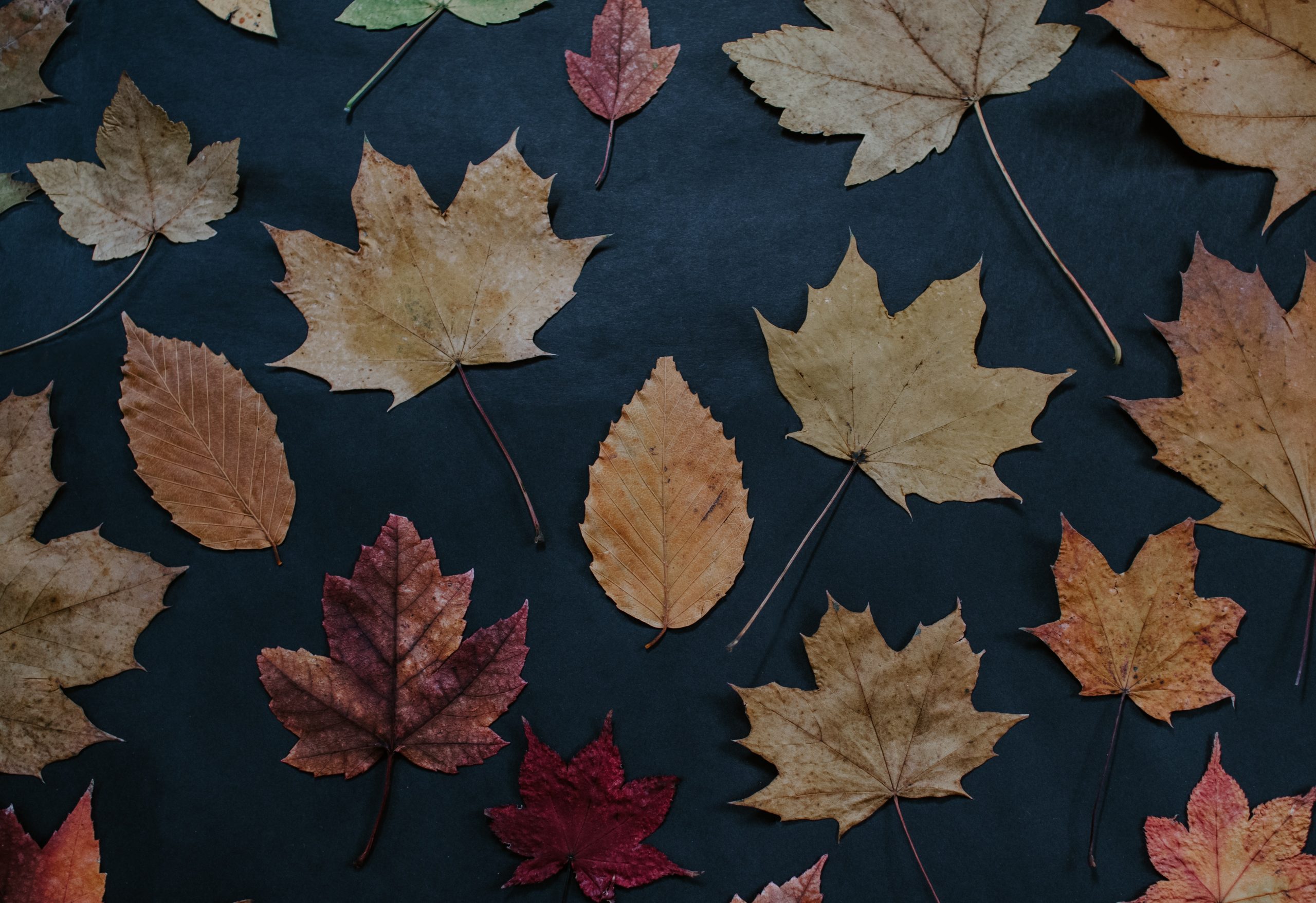 tree leaves