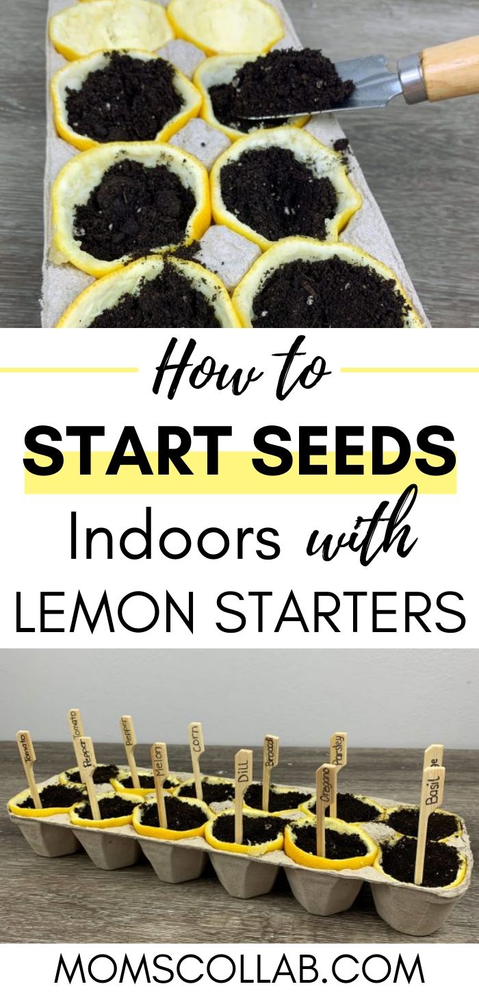 How to Start Seeds Indoors with Lemon Starters